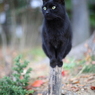 黒猫の曲芸