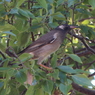 桂川の野鳥１