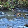 カワガラスのペアと遭遇