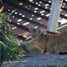 桂川の猫