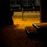 Fallen leaves in Nara -1-
