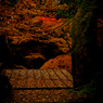 Fallen leaves in Nara -3-