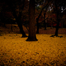 Fallen leaves in Nara -5-