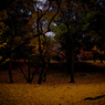 Fallen leaves in Nara -6-