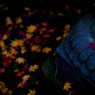 Fallen leaves in Nara -7-