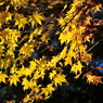 紅葉ラインで見つけた秋　その1