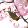 桜②