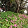 川沿いポタ