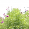 晴れ時々COSMOS