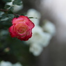 寒い薔薇