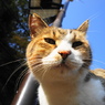 江ノ島猫