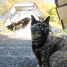 江ノ島猫