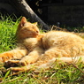 江ノ島猫