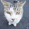いいカメラですな