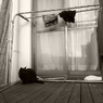 クロい野良