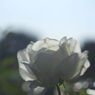 落日.　バラ　Ⅱ