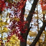 紅葉　1