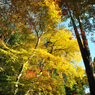 里山紅葉