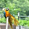 インコ
