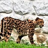 チーター