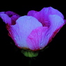DSCF6467