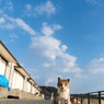 秋空とネコさん