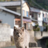 べっぴんしゃん