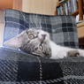 whiskers