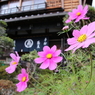 蕎麦屋の秋桜