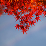 紅葉-2