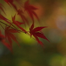 紅葉-3