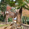 奈良公園の紅葉02