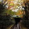 大徳寺高桐院