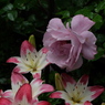 DSCF1953