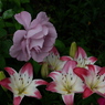 DSCF1945