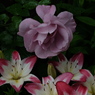 DSCF1941