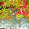 紅葉渓庭園4