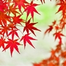 紅葉渓庭園5