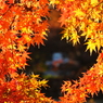 この紅葉の先に何かがあるよ