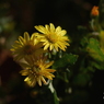 写真句：小菊