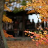 東福寺の紅葉