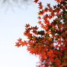 紅白
