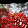瓦屋根と紅葉
