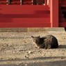 三芳野神社の猫様