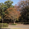 公園の秋 －２