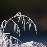 霜の朝