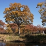 公園の秋 －６