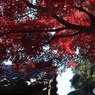 red 3