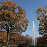 公園の秋 －７