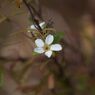 季節外れの開花　DSC_8257